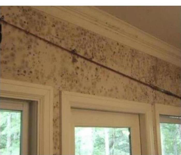 Wall covered with black spots of mold. Mold infestation